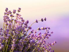 5 Therapeutic Uses for Lavender