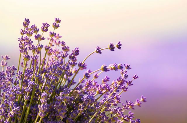 5 Therapeutic Uses for Lavender