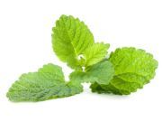 5 Creative Ways to Use Lemon Balm