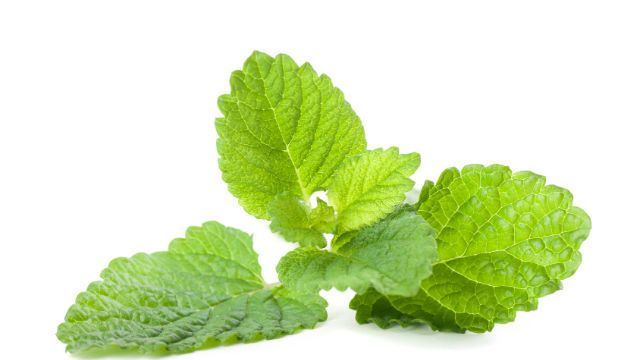 lemon balm