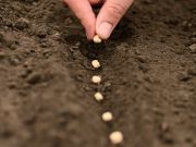 The 5 Best Places to Buy Organic Seeds