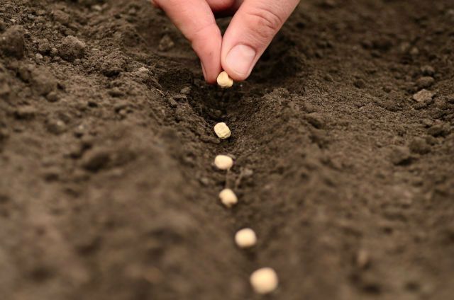 The 5 Best Places to Buy Organic Seeds