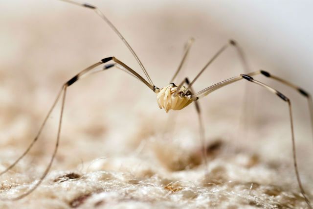 How to Face Things that Really Scare You