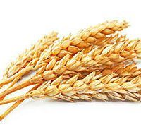 wheat