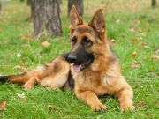 Study: Dogs Able to Detect Prostate Cancer by Smell