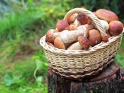 Why You Should Eat More Mushrooms