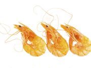 Harvard Researchers Develop Biodegradable Plastic from Shrimp Shells