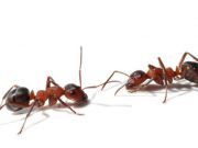 The 3 Best Bugs to Eat