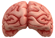 brain