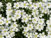 The Pretty Little Weed that You Can Eat for Dinner