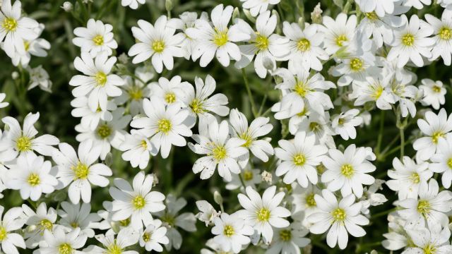 Stellaria flowers closeup