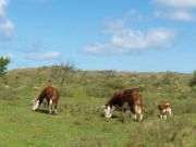 Mad Cow Disease Confirmed in Texas: Choose Grass Fed