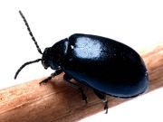 If Insects Were Gone Humans Would Suffer