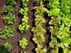 5 Ways You Can Save Money on Your Grocery Bill