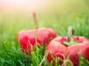 5 Places to Look for Local Food this Summer
