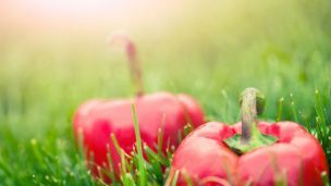 5 Places to Look for Local Food this Summer