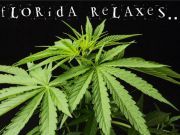 Florida on Board for Limited Medicinal Use of Low -THC Marijuana