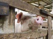 Agricultural Overuse of Antibiotics Wiping Out 10% of Pig Population