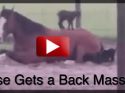 Watch What These Goats Do to This Horse (Video)