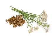 Better Than Vitamin D? – Revolutionary New Coriander Oil May Be Your #1 Weapon in Your Fight for Better Health