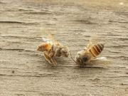 Cities in Washington and Oregon Ban Neonicotinoids