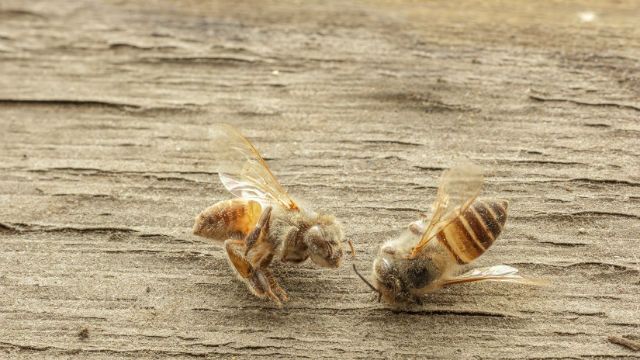 dead bees