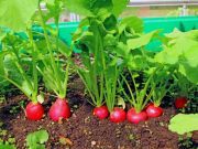 Combat Rising Food Prices with These 5 Tips
