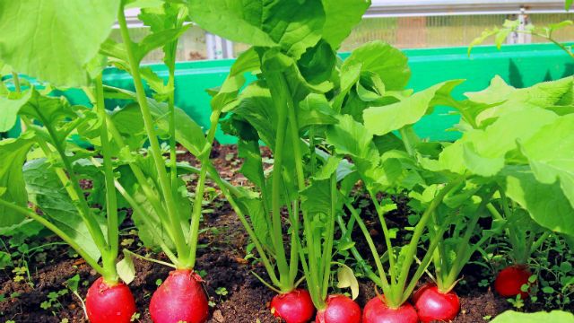 Red radish growing in the garden