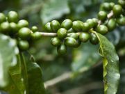 Green Coffee Beans – What’s the Scoop?
