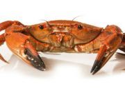 Seafood Industry Byproduct Holds Promise for IBD Sufferers