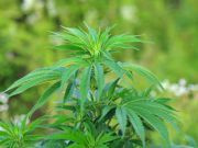 Berkeley to Give Free Medical Marijuana to the Poor