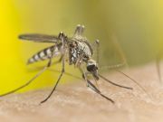 Are You a Mosquito Magnet? Here’s What You Can Do