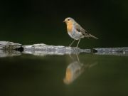 It’s Not Just the Bees: Pesticides Kill Birds, Too