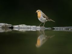 It’s Not Just the Bees: Pesticides Kill Birds, Too