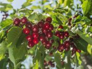 Watch Out: Rising Food Costs are Inevitable Due to California Drought