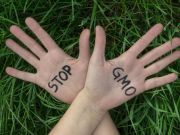 Yucatán Peninsula Rejects GMO Soybeans