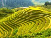 China Ends the Development of GMO Corn and Rice