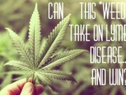 The “Weed” that Could End Lyme Disease for Good