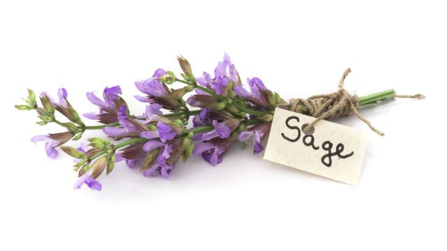 sage flower
