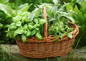 Baskets with herbs