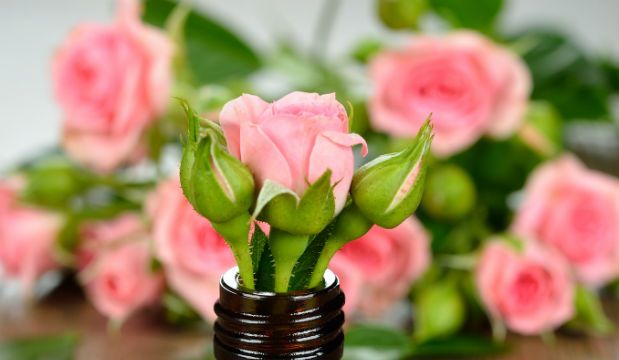 Rose essential oil