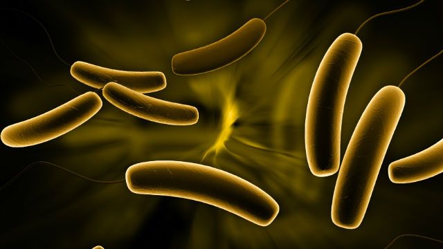 Coli bacteria