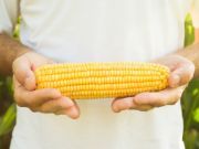 4 Yummy Organic Corn Recipes to Celebrate the Harvest
