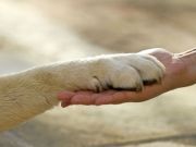 8 Ways Your Pet Makes You a Better Person