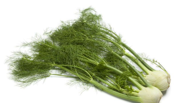 Whole fennel bulbs with green foliage
