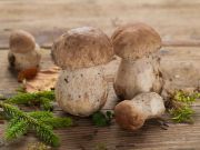 Good Fungi, Bad Fungi and Fungi You Can Eat