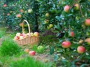 Seasonal Eating: Why it is a Good Idea