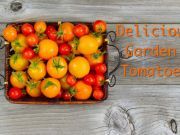 4 Delicious Things to Do with Garden Tomatoes