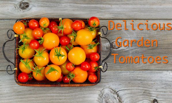 Fresh Whole Tomatoes in Basket