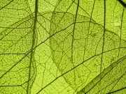 Scientists Work Toward Mirroring Photosynthesis for Green Fuel
